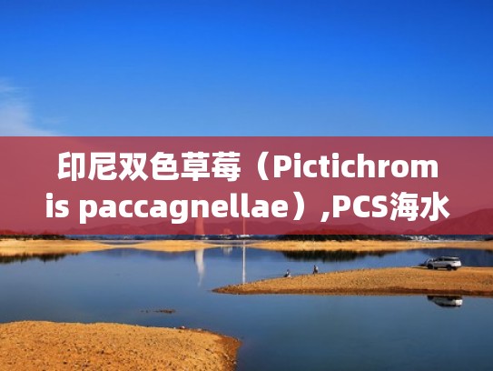 印尼双色草莓（Pictichromis paccagnellae）,PCS海水生物技术交流论坛（印尼双色草莓好养吗）