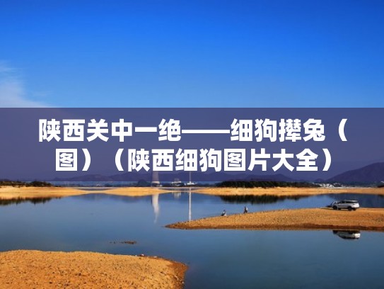 陕西关中一绝——细狗撵兔(图)(陕西细狗图片大全) 陕西关中一绝——细狗撵兔(图)(陕西细狗图片大全)