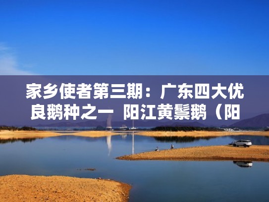 家乡使者第三期:广东四大优良鹅种之一 阳江黄鬃鹅(阳江鹅怎么做好吃) 家乡使者第三期:广东四大优良鹅种之一 阳江黄鬃鹅(阳江鹅怎么做好吃)