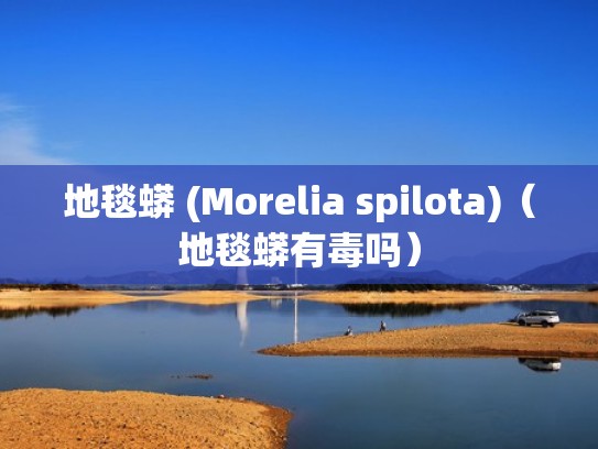 地毯蟒 (Morelia spilota)（地毯蟒有毒吗）