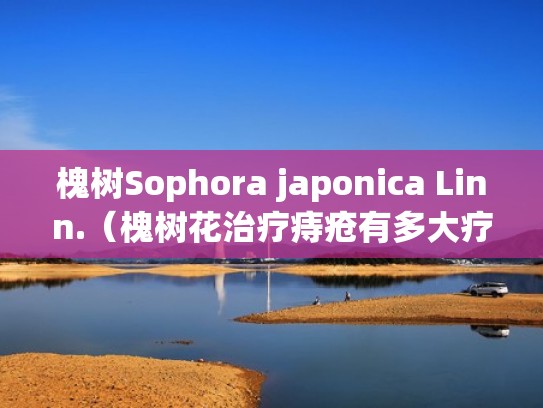 槐树Sophora japonica Linn.（槐树花治疗痔疮有多大疗效）