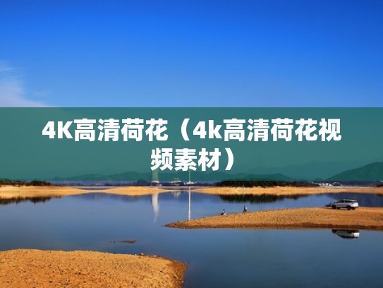 4K高清荷花（4k高清荷花视频素材）