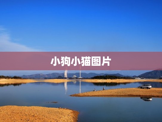 小狗小猫图片