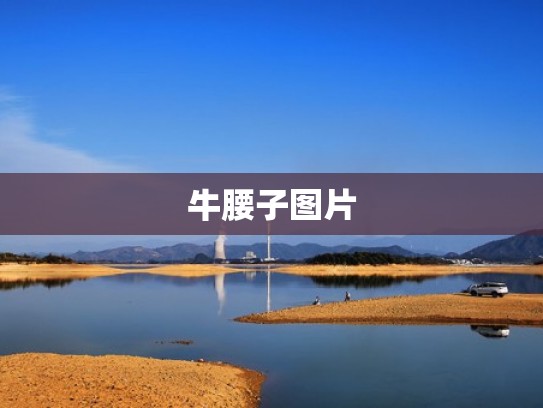 牛腰子图片