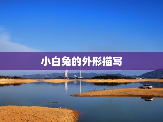 小白兔的外形描写