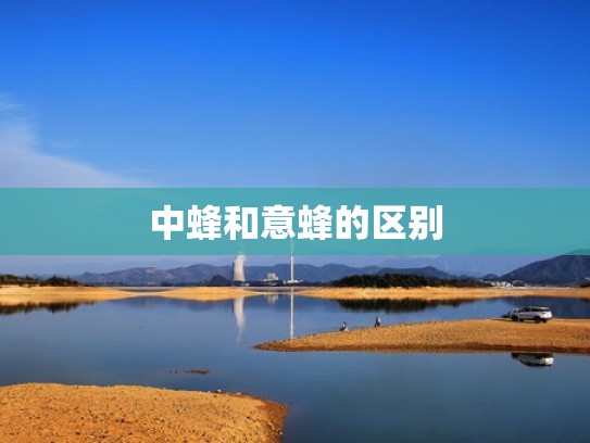 中蜂和意蜂的区别