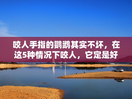 咬人手指的鹦鹉其实不坏，在这5种情况下咬人，它定是好鹦鹉（鹦鹉咬手怎么训练）