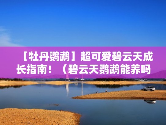 ［牡丹鹦鹉］超可爱碧云天成长指南！（碧云天鹦鹉能养吗）