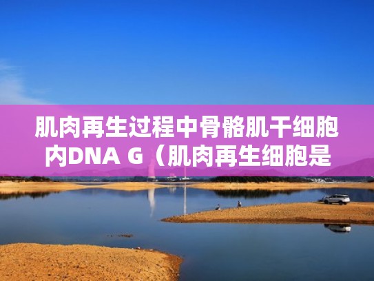 肌肉再生过程中骨骼肌干细胞内DNA G（肌肉再生细胞是哪个怪出的）