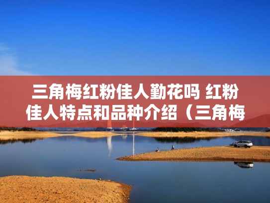 三角梅红粉佳人勤花吗 红粉佳人特点和品种介绍（三角梅红粉佳人的特点）