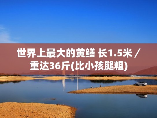世界上最大的黄鳝 长1.5米／重达36斤(比小孩腿粗)
