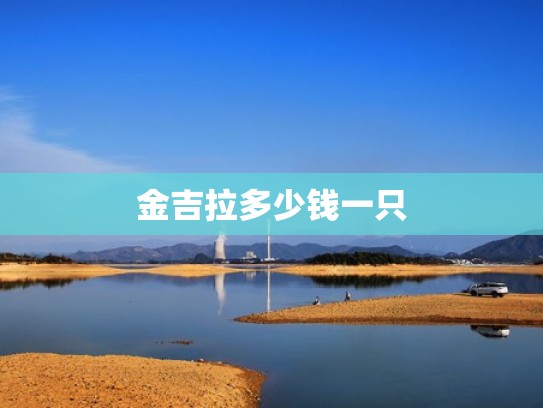 金吉拉多少钱一只