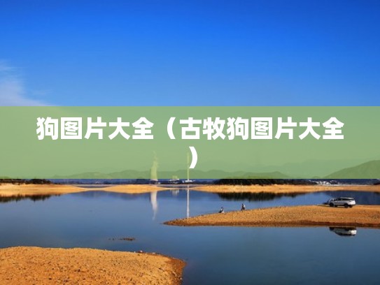 狗图片大全（古牧狗图片大全）