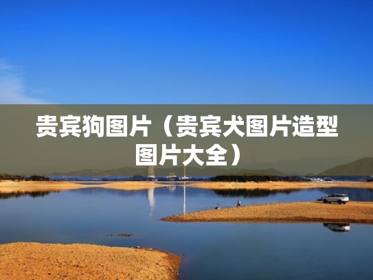 贵宾狗图片（贵宾犬图片造型图片大全）