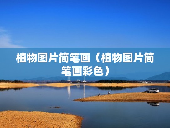 植物图片简笔画（植物图片简笔画彩色）