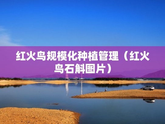 红火鸟规模化种植管理（红火鸟石斛图片）