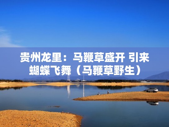 贵州龙里：马鞭草盛开 引来蝴蝶飞舞（马鞭草野生）