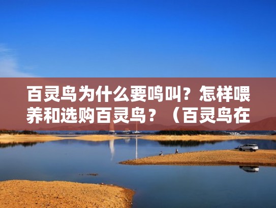百灵鸟为什么要鸣叫？怎样喂养和选购百灵鸟？（百灵鸟在鸣叫）