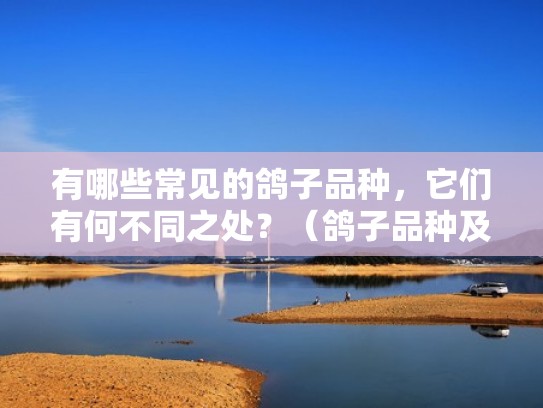 有哪些常见的鸽子品种，它们有何不同之处？（鸽子品种及名称 名字）