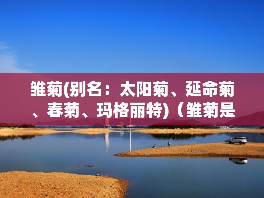 雏菊(别名:太阳菊、延命菊、春菊、玛格丽特)(雏菊是啥) 雏菊(别名:太阳菊、延命菊、春菊、玛格丽特)(雏菊是啥)