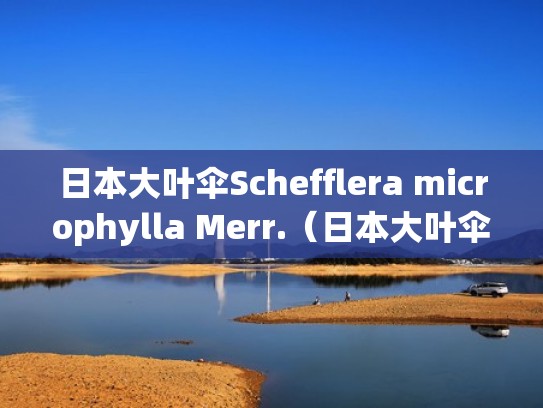 日本大叶伞Schefflera microphylla Merr.（日本大叶伞图片）