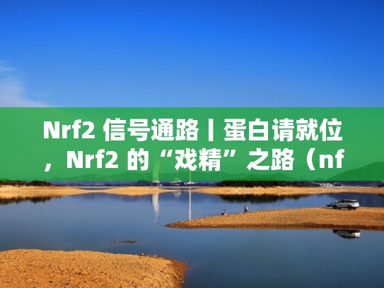 Nrf2 信号通路丨蛋白请就位，Nrf2 的“戏精”之路（nfat信号通路 百度百科）