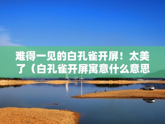 难得一见的白孔雀开屏！太美了（白孔雀开屏寓意什么意思）