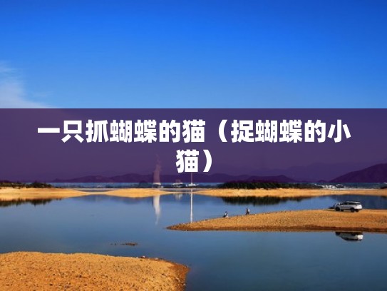 一只抓蝴蝶的猫（捉蝴蝶的小猫）